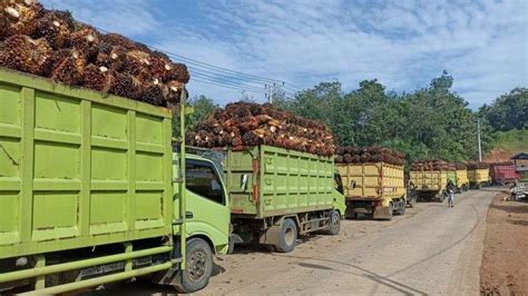 Harga Tbs Sawit Anjlok Sementara Pupuk Mahal Petani Pakai Bunga Tanah