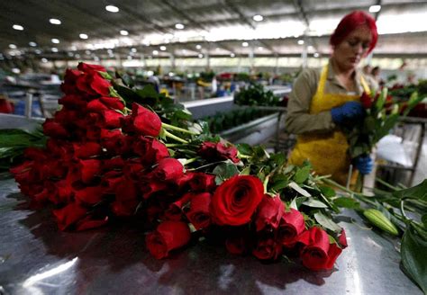 Colombie Le Premier Pays Producteur De Fleurs Des Amériques Mousso News