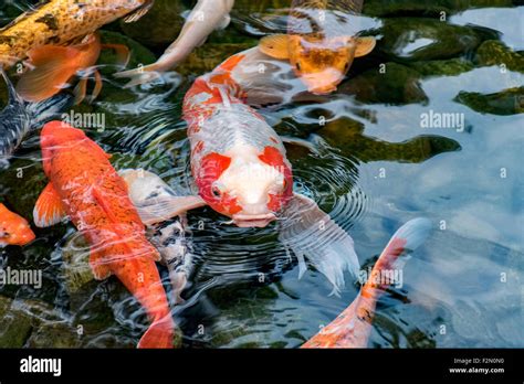 Koi Carp fish in pond Stock Photo - Alamy