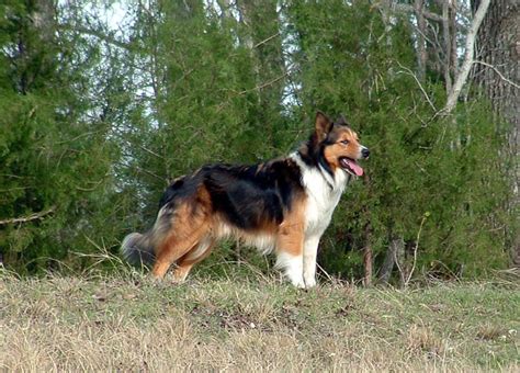 What Type Of Collie Was Lassie The True Story Behind The Famous Collie