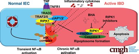 Ripk Mediates Tnf Induced Intestinal Crypt Apoptosis During Chronic Nf