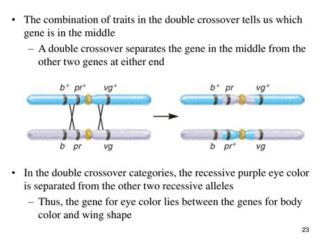 Ppt Genetics Powerpoint Presentation Free Download Id568161