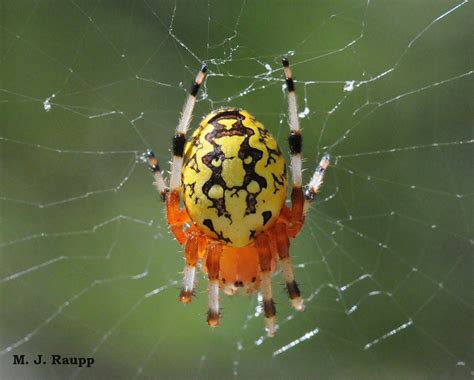 A Gorgeous Speedy Spider Marbled Orb Weaver Araneus Marmoreus Bug