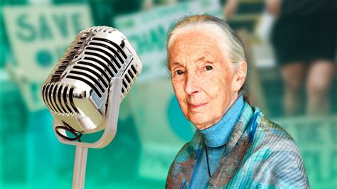 Jane Goodall La Signora Degli Scimpanzé Che Riscrisse Il Nostro