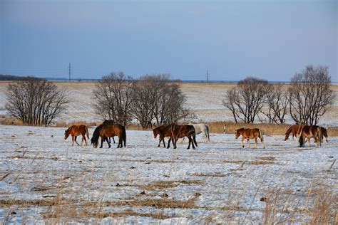 Wild Horses Field Flock Of - Free photo on Pixabay - Pixabay