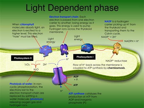 Ppt Photosynthesis Powerpoint Presentation Free Download Id 4134604