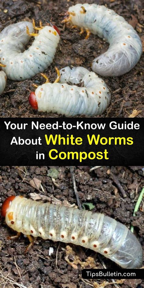 Your Need-to-Know Guide About White Worms in Compost | White worms ...