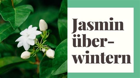 Jasmin Berwintern So Klappt Das Jasmin Winterfest Machen Garantiert