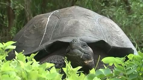 Identifican una nueva especie de tortuga gigante en las islas Galápagos