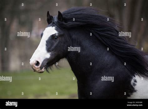 Irish Tinker Stallion Stock Photo Alamy