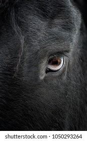 Eye Friesian Horse Stock Photo (Edit Now) 1049789402