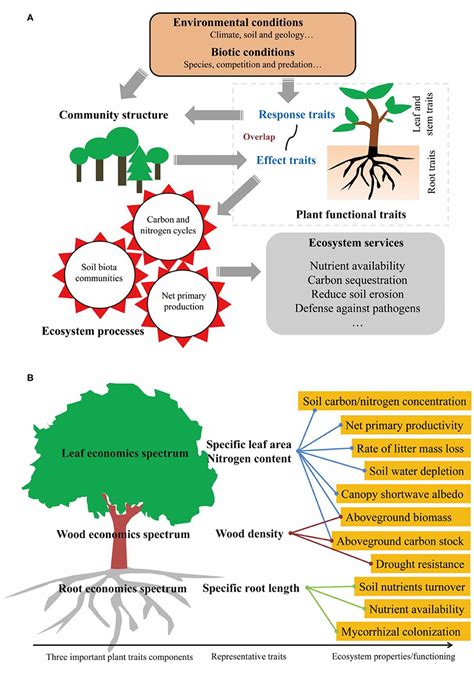 Plant Ecosystem