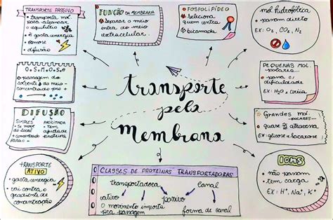 Mapas Mentais Sobre Transporte Atrav S Da Membrana Study Maps