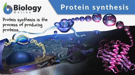 Protein Synthesis Definition And Examples Biology Online Dictionary