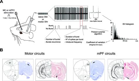 Schematic Illustration Of The Electrophysiological Recordings And