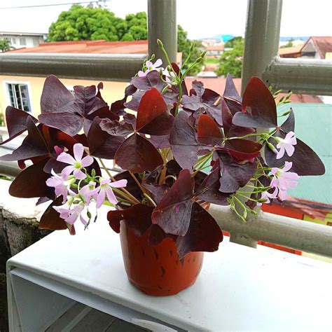 Lush Butterfly Oxalis Triangularis Purple Flowering Plant Indoor or Outdoor House Plants ...