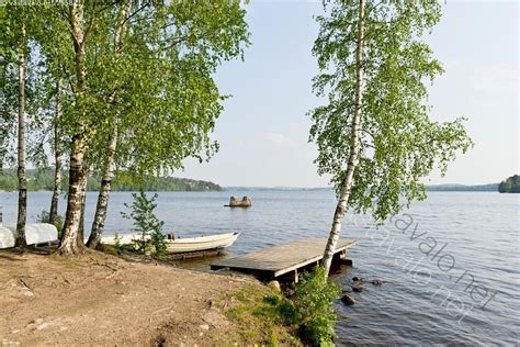 Kuva Rantakoivut Pyhäjärvellä Pyhäjärvi järvi ranta rannalla koivu