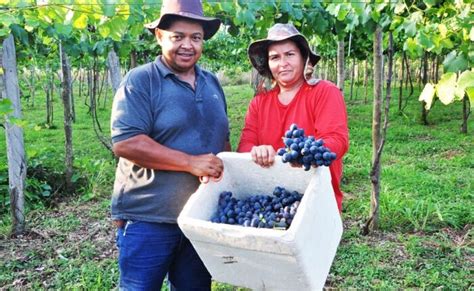 Produtor De Alcin Polis Aposta No Cultivo Da Uva Tribuna Do Ms