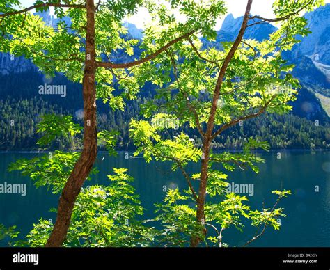 Lake Gosausee Austria Hi Res Stock Photography And Images Alamy