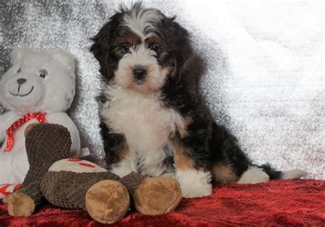 Mini Bernedoodle For Sale Fredericksburg Oh Female Sofia Ac Puppies Llc