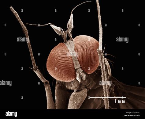 Insect Scanning Electron Microscope Hi Res Stock Photography And Images