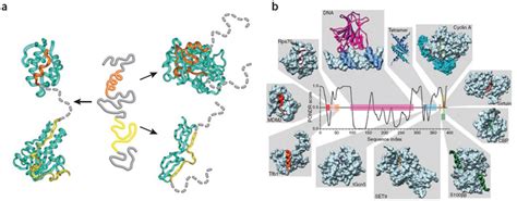 Molecular Recognition By Intrinsically Disordered Proteins A Binding