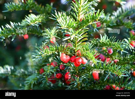 Female Yew Tree Berry Hi Res Stock Photography And Images Alamy