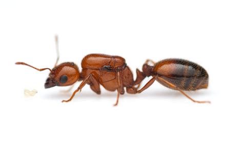 Solenopsis Geminata Fire Ant Ants Hq