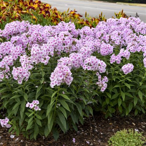 Phlox Paniculata