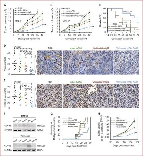 Synergistic Killing Effect Between Vorinostat And Target Of Cd146 In