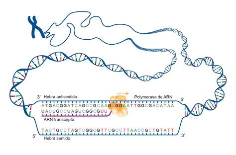 Regulaci N Y Se Alizaci N Molecular Mind Map