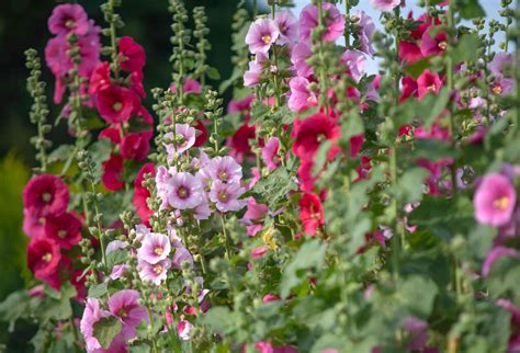 What Plants Grow Tall And Fast at Deloris Colvin blog