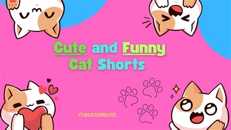 Funny And Cute Cat Shorts Catsdaily Catvideos Youtube