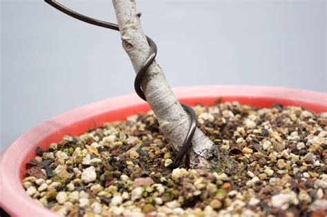 Home Depot Bonsai Wire At James Rosado Blog