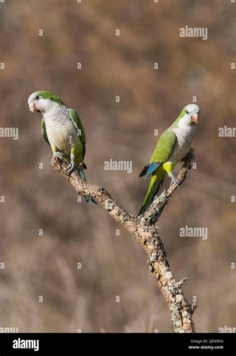 Monk Parakeet Myiopsitta Monachus In Pampas Forest Environment La