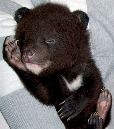 Himalayan Bear Cubs Found New Home | Animals