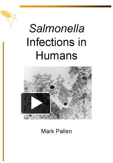 Ppt Salmonella Infections In Humans Powerpoint Presentation Free To