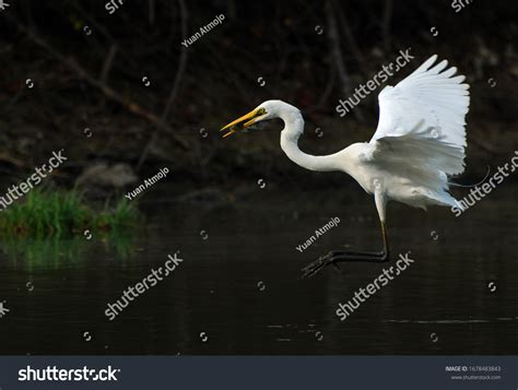 White Crane Bird Eating Fish Lake Stock Photo 1678483843 | Shutterstock