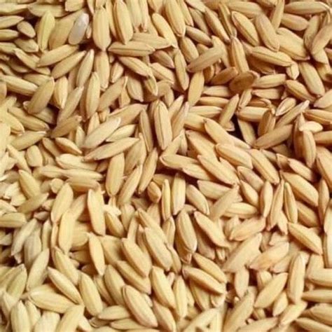 Brown 100 Pure Medium Grain Size Commonly Cultivated Dried Paddy Rice