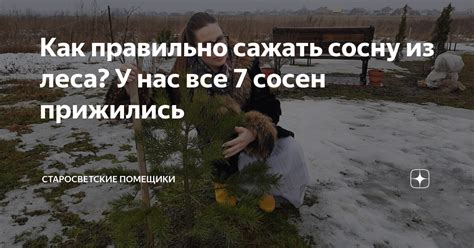 Как правильно сажать сосну из леса? У нас все 7 сосен прижились ...