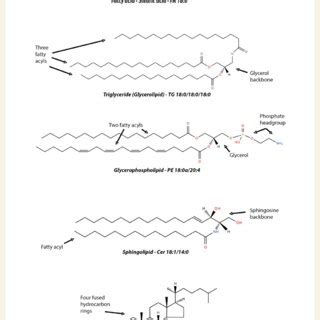 Lipoprotein Types And Structures Representative Description Of Typical