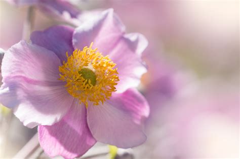 Free Images Nature Blossom Petal Bloom Pollen Flora Wildflower