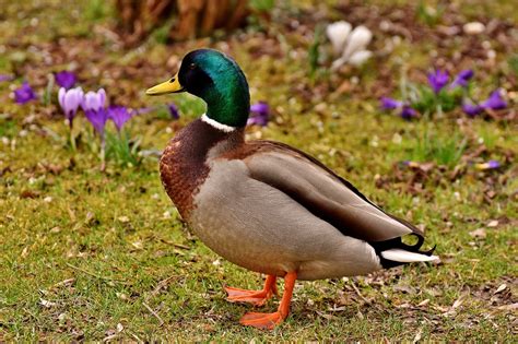 Colvert Canard Multicolore Photo Gratuite Sur Pixabay Pixabay