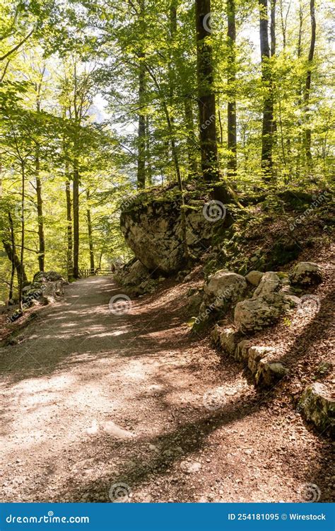 Stone Footpath With Walking People In The Distance In A Forest Of The