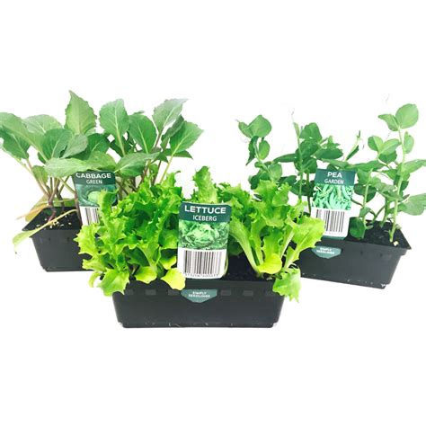 Simply Seedling Vegetable Punnets Range Bunnings Warehouse