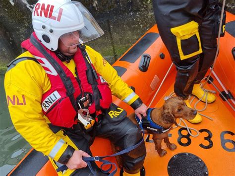 Stranded Dog Rescued From Tide As Beach Walk Takes Dangerous Turn