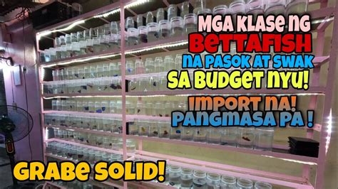 Ibat Ibang Klase Ng Betta Fish Na Pasok At Swak Sa Budget Nyu Import