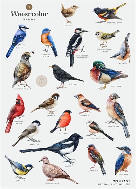 Garden bird chart – Artofit