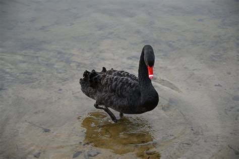 Swans near the Lake · Free Stock Photo