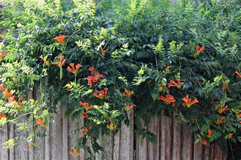 Southern Lagniappe Song Of The Trumpet Vine